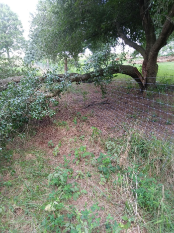 Repairing Fence after Tree-Falls