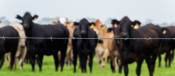 Cattle Producer Works to Preserve Florida's Natural Landscape